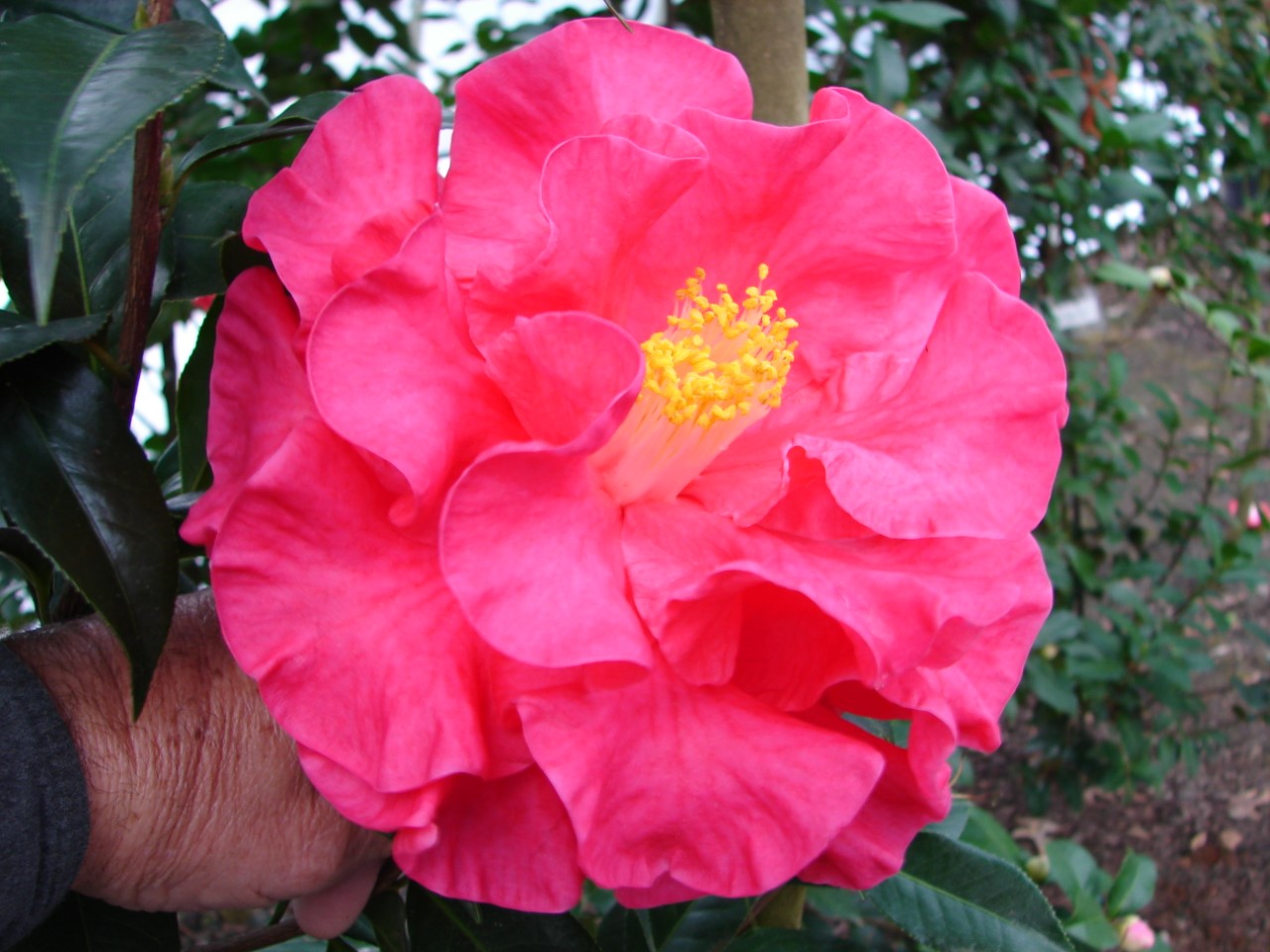 camellia-trail-tour-stop-6-reticulata.jpg